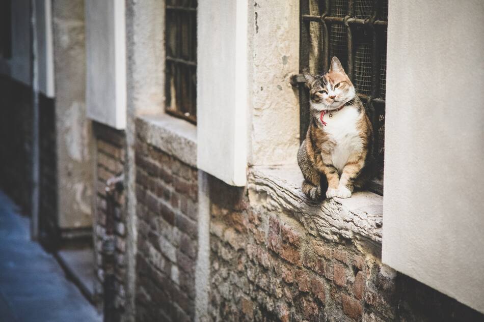 Gato. Foto Freepik
