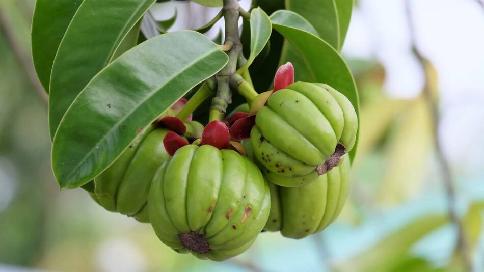 Garcinia Cambogia. Foto: Gentileza Vitagenesis.