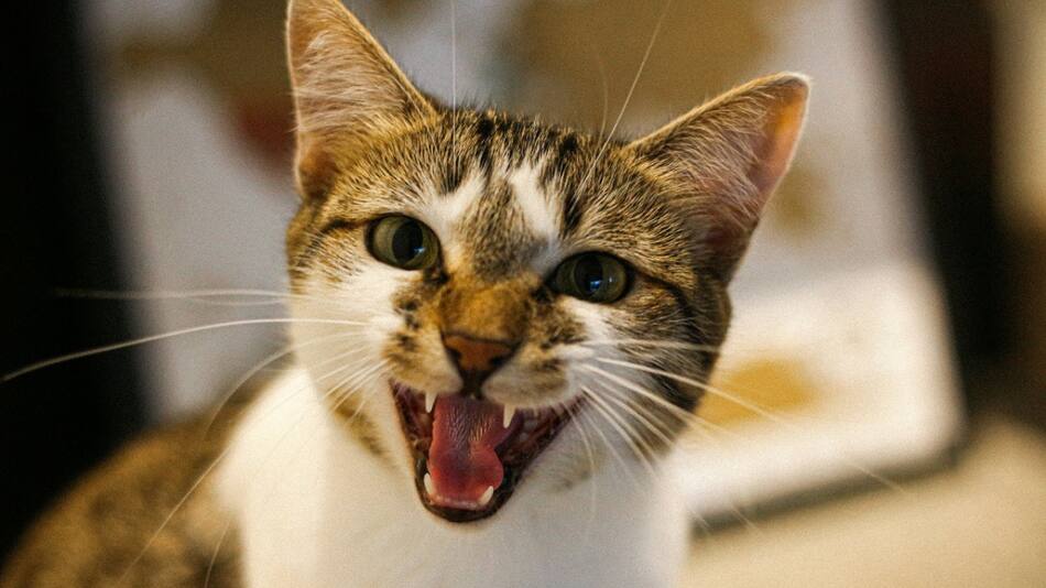 Gatos; felinos; maullidos. Foto: Unsplash.